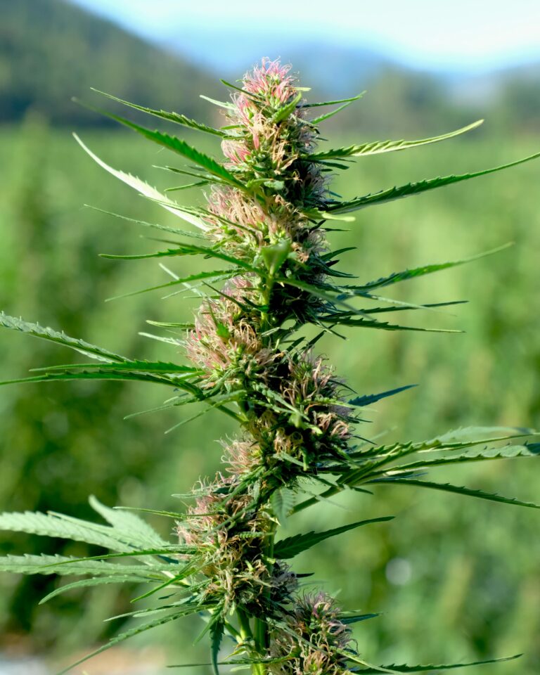 cbd konopí